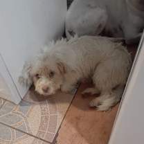 Thumbnail photo of Pandora #3