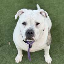 Thumbnail photo of Torta #2