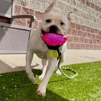 Thumbnail photo of Torta #3