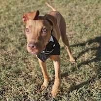 Thumbnail photo of Chip #2