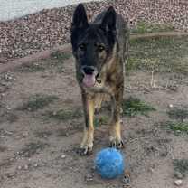 Thumbnail photo of Bronco #2