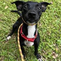 Thumbnail photo of Chicken #4