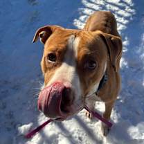 Thumbnail photo of Gingerbread #3