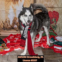 Thumbnail photo of Opie #1