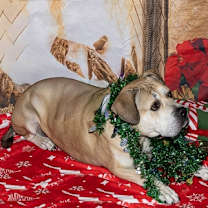 Thumbnail photo of Zeus II #1