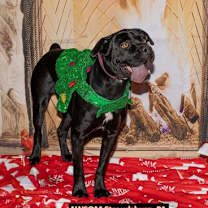 Thumbnail photo of Athena #1