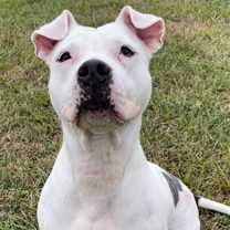 Thumbnail photo of DOTTI #1