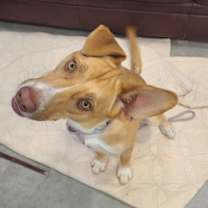 Thumbnail photo of Ripley #3