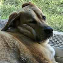 Thumbnail photo of Lumos #4