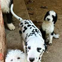 Thumbnail photo of Ella 🩵 #2