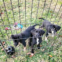 Thumbnail photo of Shortbread #2