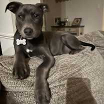 Thumbnail photo of GEORGIE #1