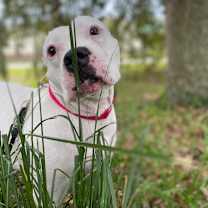 Thumbnail photo of Jazzy #2