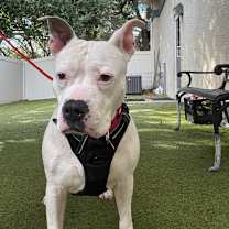 Thumbnail photo of Jazzy #4