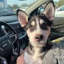 Thumbnail photo of Dallas #1