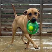 Thumbnail photo of Genesis #2