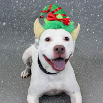 Thumbnail photo of Coconut #1