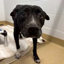 Thumbnail photo of Blue  #2