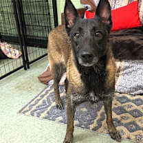 Thumbnail photo of Rogue #2