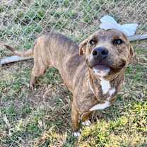 Thumbnail photo of Macey #1