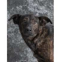 Thumbnail photo of Ace #4