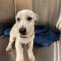 Thumbnail photo of Oso A2243074 #2