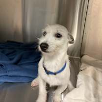 Thumbnail photo of Oso A2243074 #3