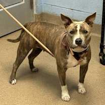 Thumbnail photo of Duchess #1