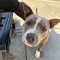 Thumbnail photo of Duchess #3