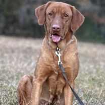 Thumbnail photo of Honey #1