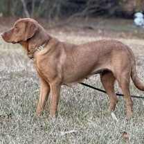 Thumbnail photo of Honey #4