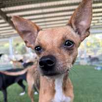 Thumbnail photo of Dottie #3