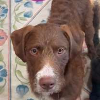 Thumbnail photo of Boomer #1