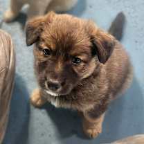 Thumbnail photo of Hazel #1