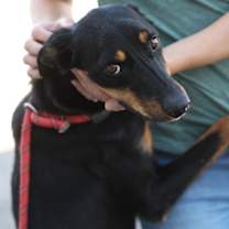 Thumbnail photo of LUCAS #1