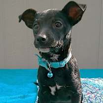 Thumbnail photo of ROCKY #1