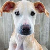 Thumbnail photo of Blizzard #1