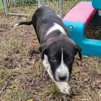 Thumbnail photo of Lucy the dog! #3