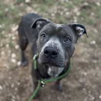 Thumbnail photo of Mayhem** #1