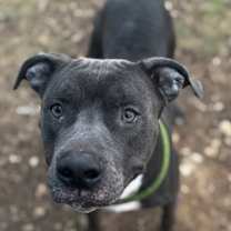 Thumbnail photo of Denali #3