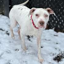 Thumbnail photo of Diesel (& Drake) #2