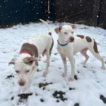 Thumbnail photo of Diesel (& Drake) #3