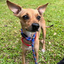 Thumbnail photo of Jade #1