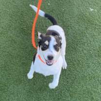 Thumbnail photo of Paul Blart #1