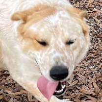 Thumbnail photo of Spike #3