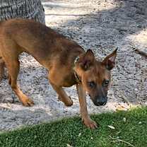 Thumbnail photo of Benji #4