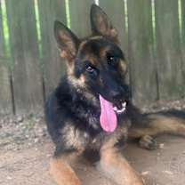 Thumbnail photo of Paramore's Riot  #2