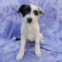 Thumbnail photo of MIKKI #1