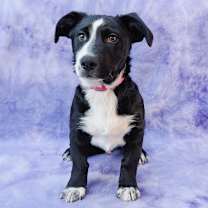 Thumbnail photo of REX #1