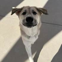 Thumbnail photo of Onion #1